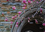 bricks and magnolias